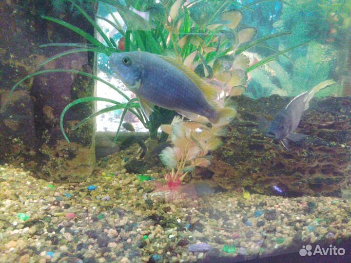 Малавийские цихлиды