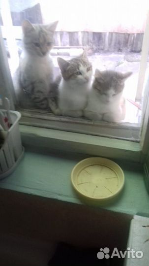 Котята ищут дом