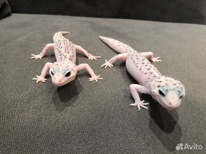 Самец и самка эублефара