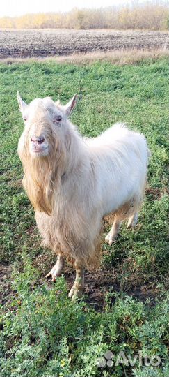 Козёл Заанинский