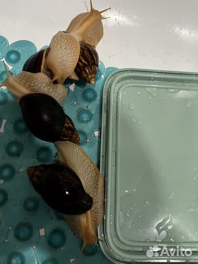 Улитка Ахатина