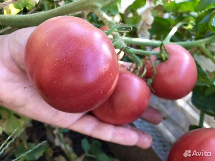 Семена советских сортов помидор