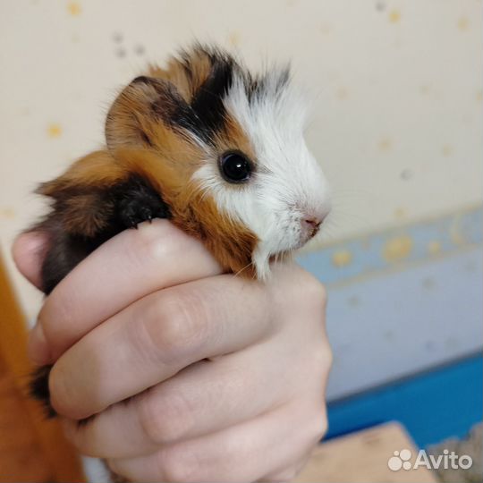 Морская свинка