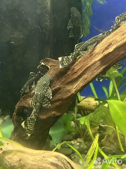 Аквариумные рыбки и корм Артемия и мотыль