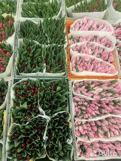 Цветы тюльпаны