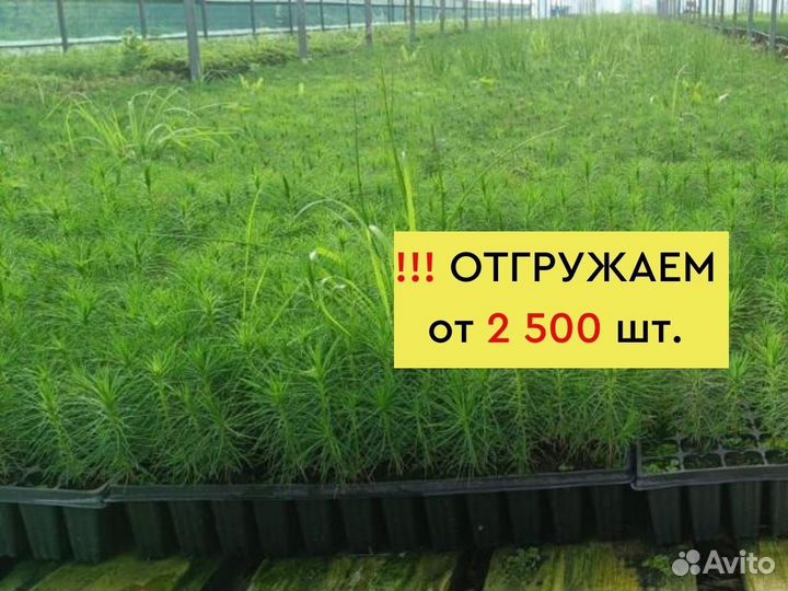Саженцы ели зкс от производителя