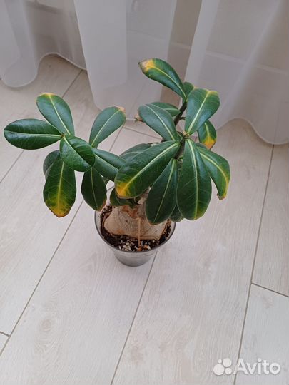 Адениум взрослый