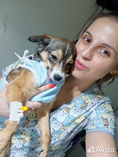 Ветеринарный врач выезд на дом