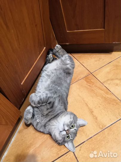 Кот в добрые руки