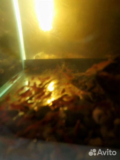 Креветки Черри