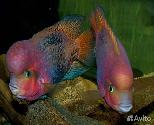Продаются цихлиды