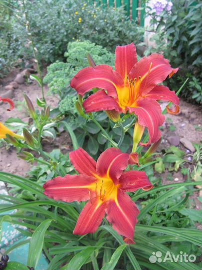 Лилейники и ирисы