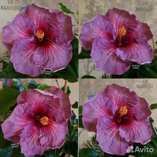Гибискус взрослый