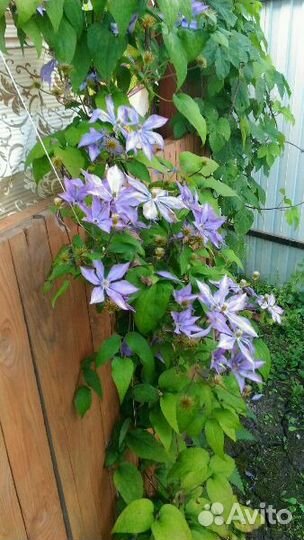 Растения для сада