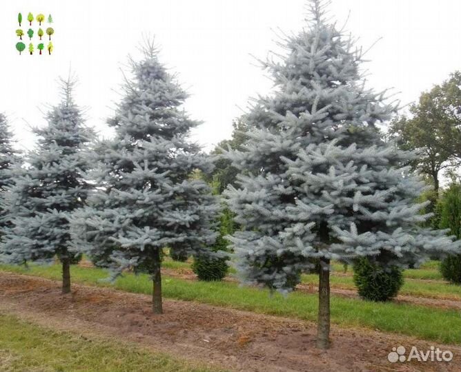 Крупномер голубая ель