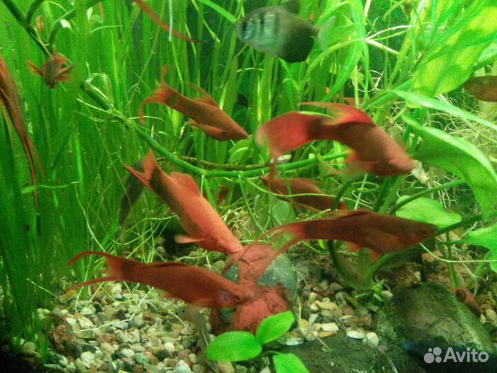Аквариумные рыбки меченосцы, моллинезии, растения