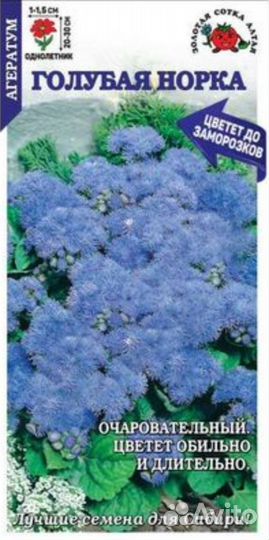 Агератум рассада