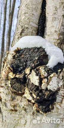 Чага Березовая крупный помол