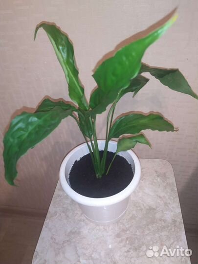 Спатифиллум или 