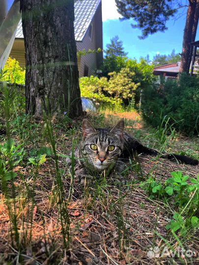 Малышка-тигр