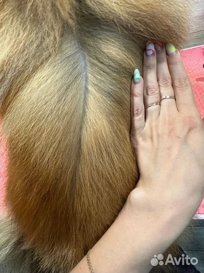 Стрижка собак. Вычес собак