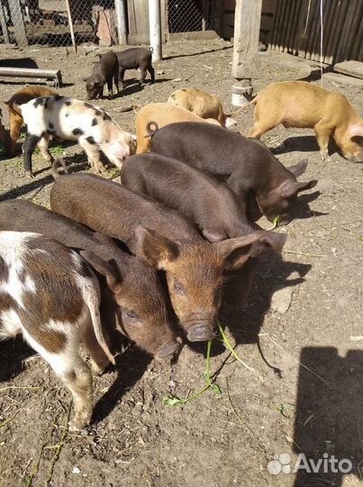 Поросята