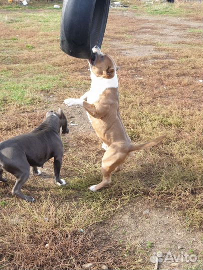 Стаффордширский терьер щенки щенок