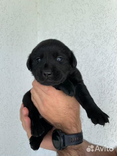Щенки лабрадора