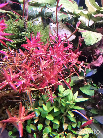 Аквариумные удобрения макро/микро/железо/калий