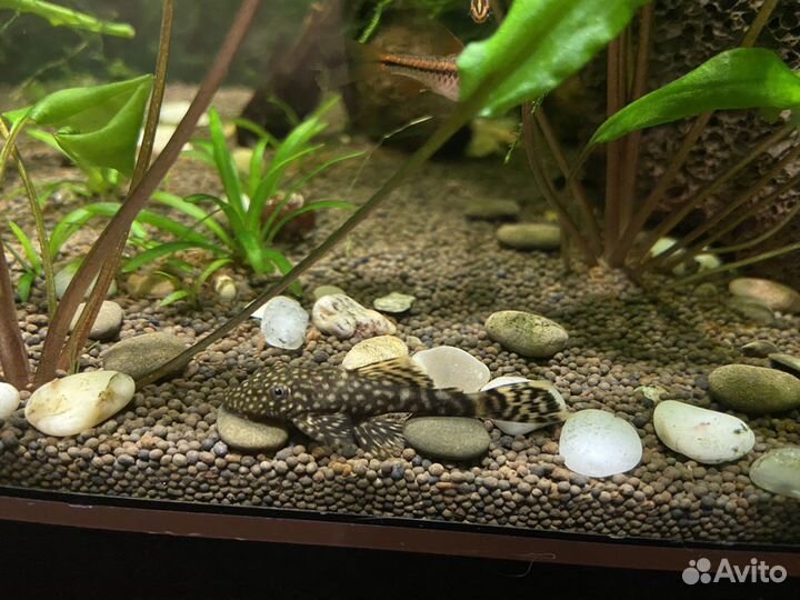 Аквариумные рыбки