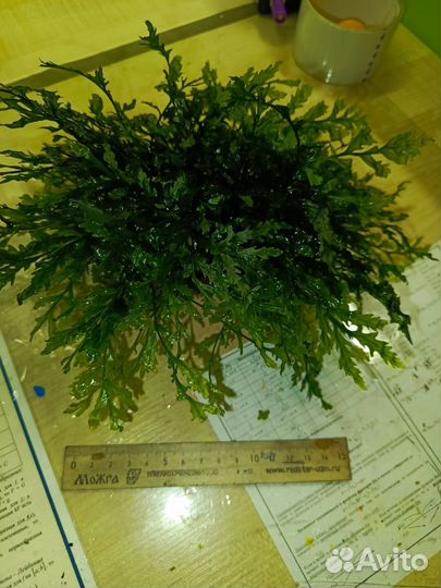 Папоротник болбитис