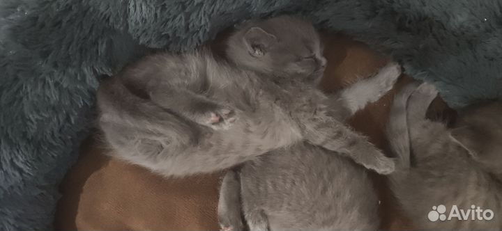 Котята