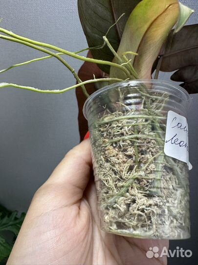 Филодендрон санта леопольдина Атабароенс