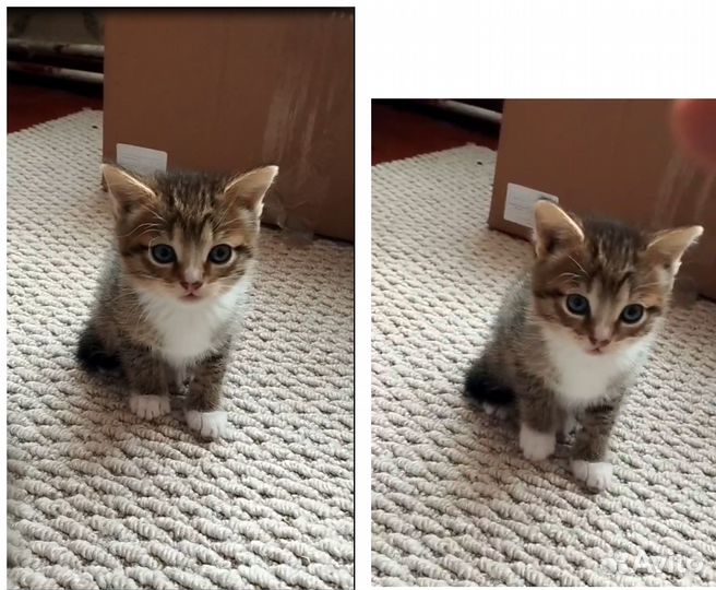 Котята (комочки счастья)