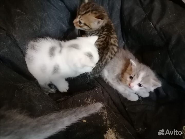 Котята в добрые руки