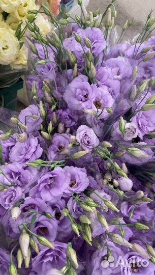 Эустома опт / розница