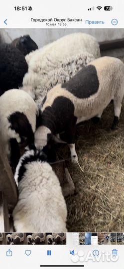 Овцы бараны
