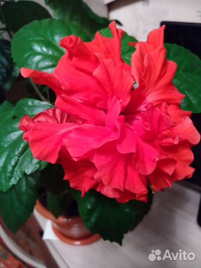 Граптофиллум