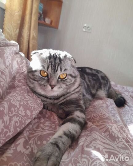 Шотландский котенок девочка, окрас 