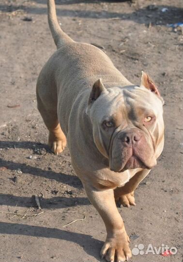 Американский булли покет девочка