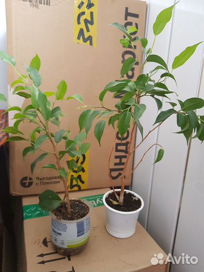 Фикус Бенджамина 