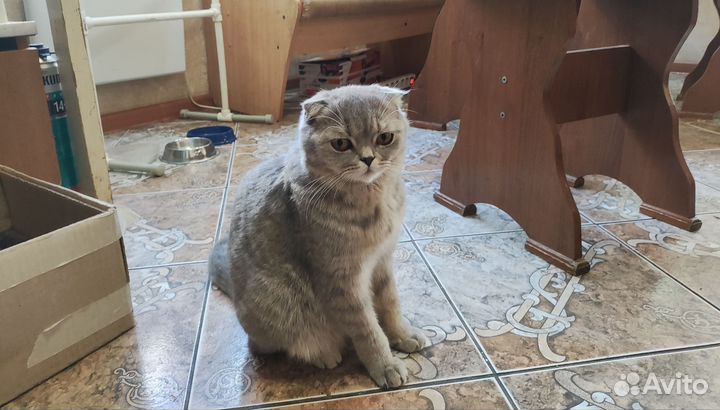 Котят в добрые руки