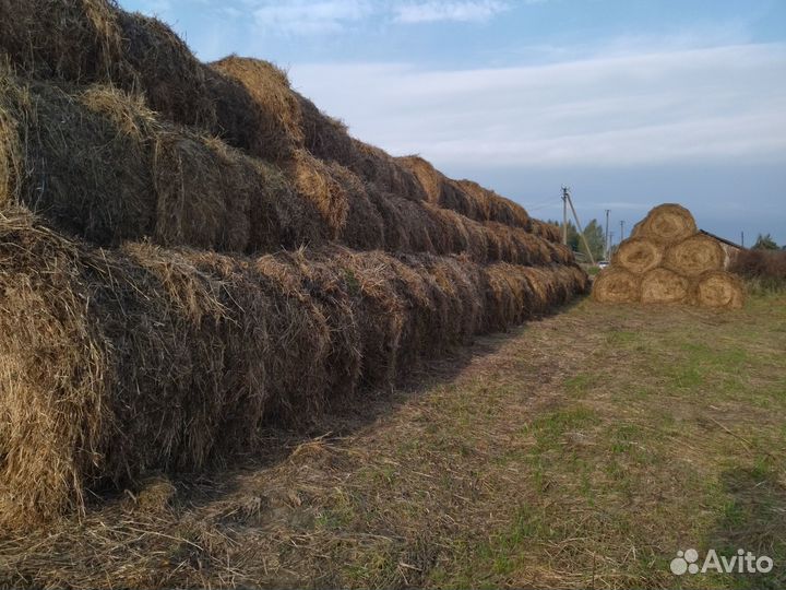Продаю сено 2023г