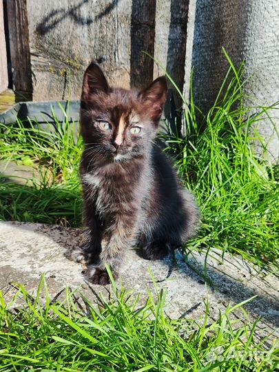 Котятки