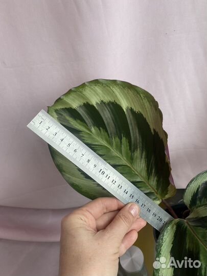 Калатея марион