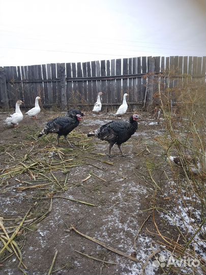 Индюки домашние