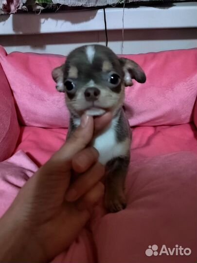 Щенки чихуахуа