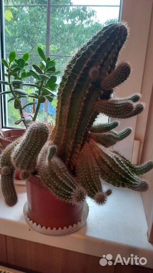 Большой кактус