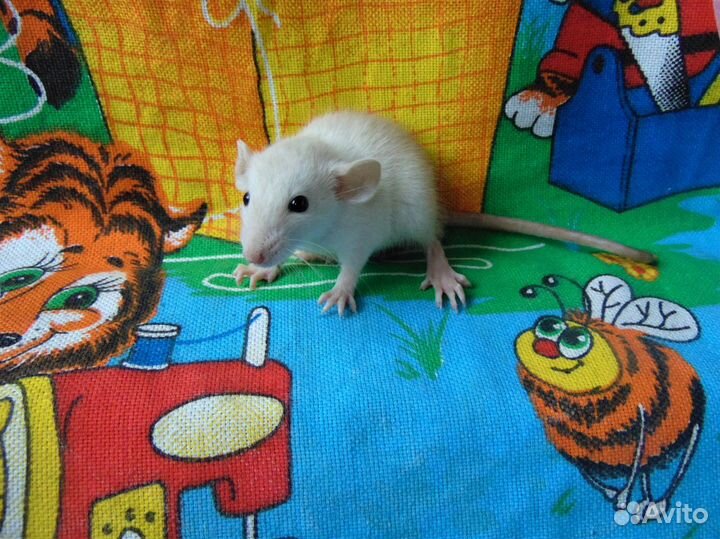 Крысята Голубые, сиамы, чёрные, капюшоны, клетки