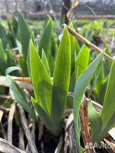 Ирис желтый